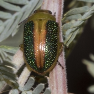 Calomela parilis at Belconnen, ACT - 30 Oct 2023 11:52 AM