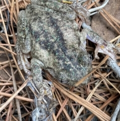 Litoria peronii (Peron's Tree Frog, Emerald Spotted Tree Frog) at Wamboin, NSW - 4 Nov 2023 by Komidar