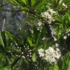 Pyracantha fortuneana (Firethorn) at Umbagong District Park - 29 Oct 2023 by pinnaCLE