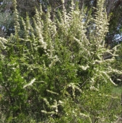 Pyracantha fortuneana at Latham, ACT - 29 Oct 2023