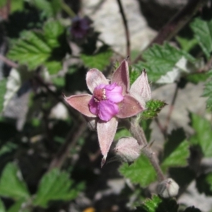 Rubus parvifolius at Latham, ACT - 31 Oct 2023