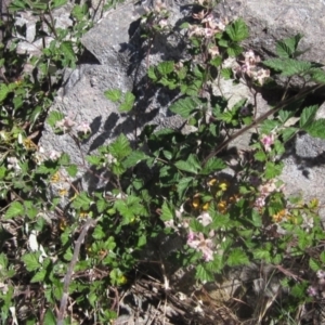 Rubus parvifolius at Latham, ACT - 31 Oct 2023