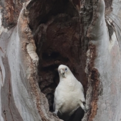 Cacatua sanguinea (Little Corella) at Throsby, ACT - 5 Nov 2023 by JimL