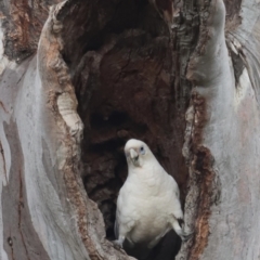 Cacatua sanguinea (Little Corella) at Throsby, ACT - 4 Nov 2023 by JimL