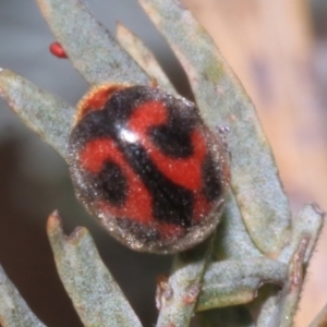 Rodolia cardinalis at Kaleen, ACT - 30 Oct 2023