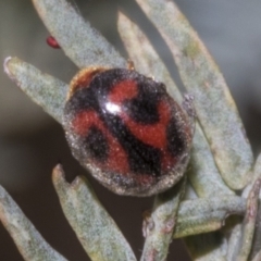 Rodolia cardinalis at Kaleen, ACT - 30 Oct 2023 11:54 AM