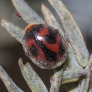 Rodolia cardinalis at Kaleen, ACT - 30 Oct 2023