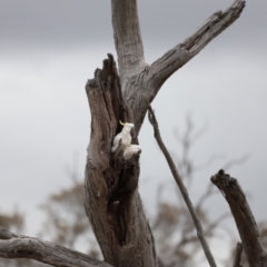 Cacatua galerita (Sulphur-crested Cockatoo) at Mulligans Flat - 4 Nov 2023 by JimL