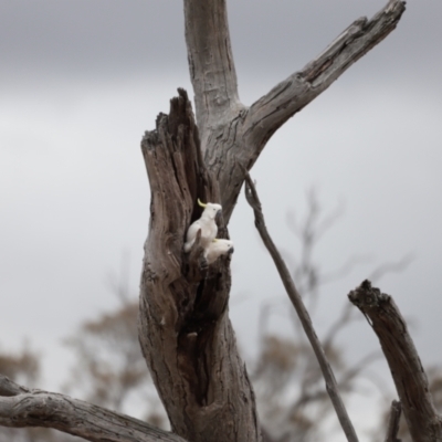 Cacatua galerita (Sulphur-crested Cockatoo) at Throsby, ACT - 5 Nov 2023 by JimL