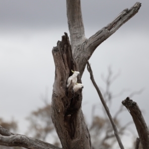 Cacatua galerita at Throsby, ACT - suppressed