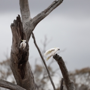 Cacatua galerita at Throsby, ACT - 5 Nov 2023