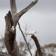 Cacatua galerita at Throsby, ACT - suppressed