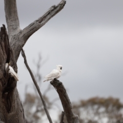 Cacatua galerita at Throsby, ACT - 5 Nov 2023