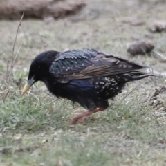 Sturnus vulgaris (Common Starling) at Throsby, ACT - 5 Nov 2023 by JimL