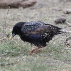 Sturnus vulgaris (Common Starling) at Mulligans Flat - 4 Nov 2023 by JimL