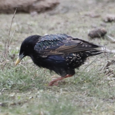 Sturnus vulgaris (Common Starling) at Throsby, ACT - 4 Nov 2023 by JimL