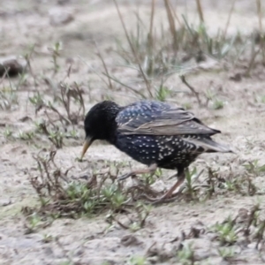 Sturnus vulgaris at Throsby, ACT - 5 Nov 2023 10:04 AM