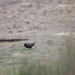 Sturnus vulgaris at Throsby, ACT - 5 Nov 2023 10:04 AM