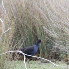 Porphyrio melanotus (Australasian Swamphen) at Mulligans Flat - 4 Nov 2023 by JimL