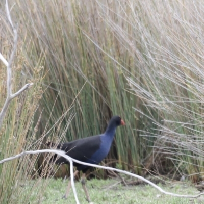 Porphyrio melanotus (Australasian Swamphen) at Mulligans Flat - 4 Nov 2023 by JimL