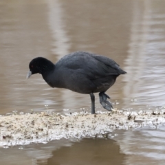 Fulica atra (Eurasian Coot) at Throsby, ACT - 5 Nov 2023 by JimL