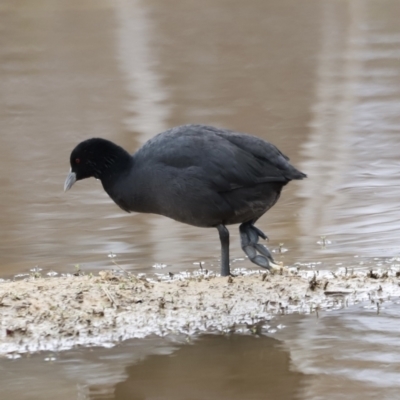 Fulica atra (Eurasian Coot) at Throsby, ACT - 4 Nov 2023 by JimL