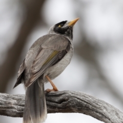 Manorina melanocephala (Noisy Miner) at Mulligans Flat - 4 Nov 2023 by JimL