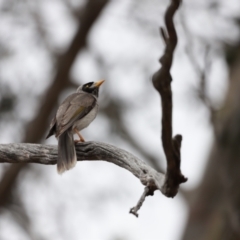 Manorina melanocephala at Throsby, ACT - 5 Nov 2023 10:28 AM