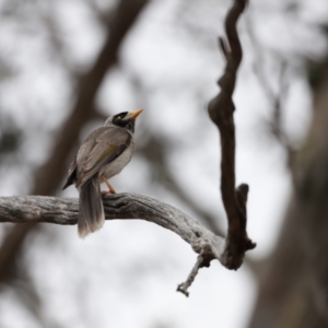 Manorina melanocephala at Throsby, ACT - 5 Nov 2023