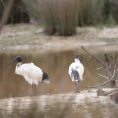 Threskiornis molucca (Australian White Ibis) at Mulligans Flat - 4 Nov 2023 by JimL