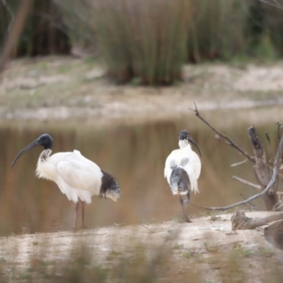 Threskiornis molucca (Australian White Ibis) at Throsby, ACT - 4 Nov 2023 by JimL