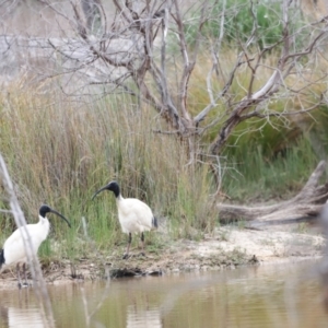 Threskiornis molucca at Throsby, ACT - 5 Nov 2023