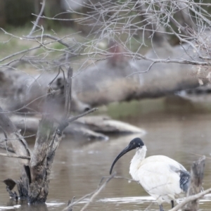 Threskiornis molucca at Throsby, ACT - 5 Nov 2023