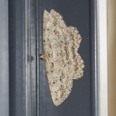Unidentified Geometer moth (Geometridae) at Higgins, ACT - 4 Nov 2023 by AlisonMilton