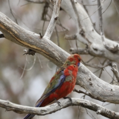 Platycercus elegans (Crimson Rosella) at Mulligans Flat - 4 Nov 2023 by JimL