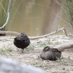 Anas superciliosa (Pacific Black Duck) at Mulligans Flat - 4 Nov 2023 by JimL