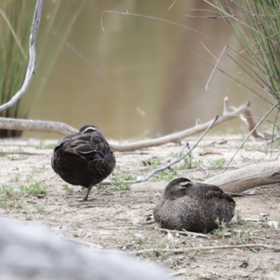 Anas superciliosa (Pacific Black Duck) at Mulligans Flat - 4 Nov 2023 by JimL