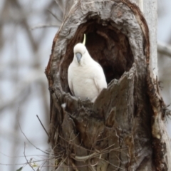 Cacatua galerita (Sulphur-crested Cockatoo) at Throsby, ACT - 5 Nov 2023 by JimL