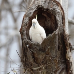 Cacatua galerita (Sulphur-crested Cockatoo) at Mulligans Flat - 4 Nov 2023 by JimL