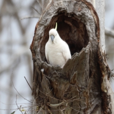 Cacatua galerita (Sulphur-crested Cockatoo) at Throsby, ACT - 5 Nov 2023 by JimL