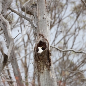 Cacatua galerita at Throsby, ACT - suppressed