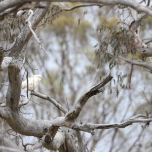 Cacatua galerita at Throsby, ACT - suppressed