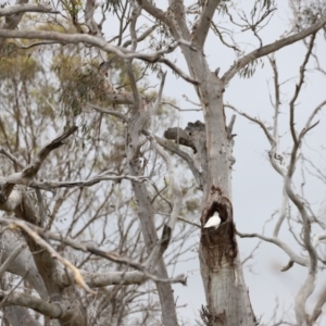 Cacatua galerita at Throsby, ACT - suppressed