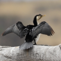 Microcarbo melanoleucos (Little Pied Cormorant) at Mulligans Flat - 4 Nov 2023 by JimL