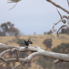 Microcarbo melanoleucos at Throsby, ACT - 5 Nov 2023 10:54 AM