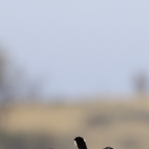 Microcarbo melanoleucos at Throsby, ACT - 5 Nov 2023