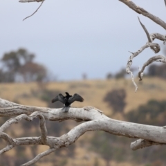 Microcarbo melanoleucos at Throsby, ACT - 5 Nov 2023 10:54 AM