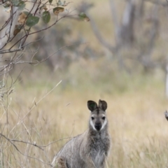 Notamacropus rufogriseus (Red-necked Wallaby) at Throsby, ACT - 5 Nov 2023 by JimL