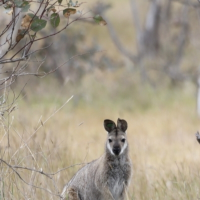 Notamacropus rufogriseus (Red-necked Wallaby) at Throsby, ACT - 4 Nov 2023 by JimL