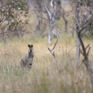 Notamacropus rufogriseus at Throsby, ACT - 5 Nov 2023